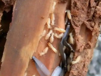 临城白蚁防治公司分享出租房防虫管理指南，助力房东稳定房源品质